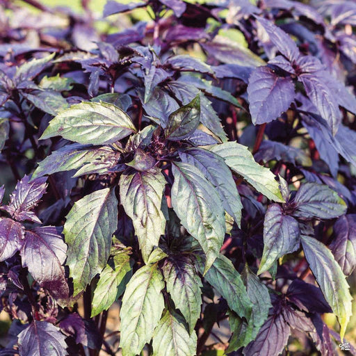 Lush purple basil plant with variegated green and deep purple leaves. Fresh culinary herb for gardens.