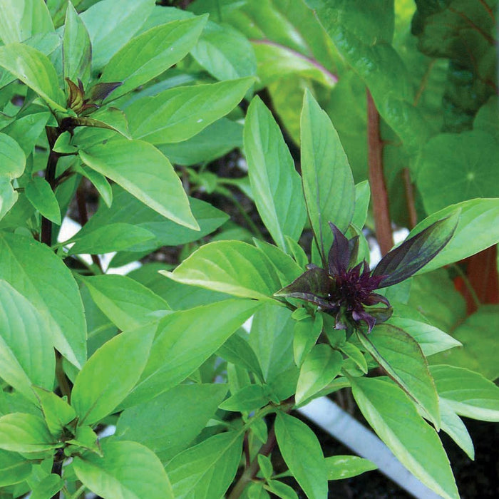 Vibrant green Thai basil herb plant with distinctive purple flower buds and stems, ready for harvest.