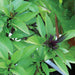 Vibrant green Thai basil herb plant with distinctive purple flower buds and stems, ready for harvest.