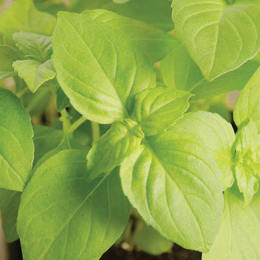 Vibrant green basil plant with fresh, healthy leaves. Aromatic culinary herb for cooking and home gardens.