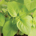 Vibrant green basil leaves, close-up view of a healthy herb plant.
