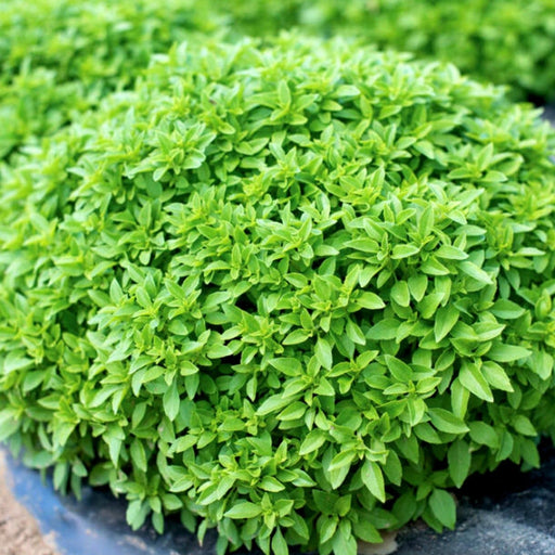 Vibrant green bush basil plant with small, aromatic leaves for cooking.