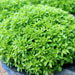 Vibrant green bush basil plant with small, aromatic leaves for cooking.