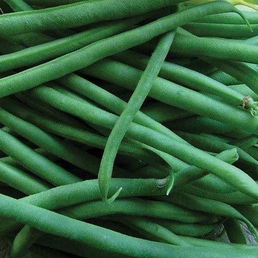 Fresh, vibrant green beans piled. Healthy raw vegetables, perfect for cooking or a garden harvest.