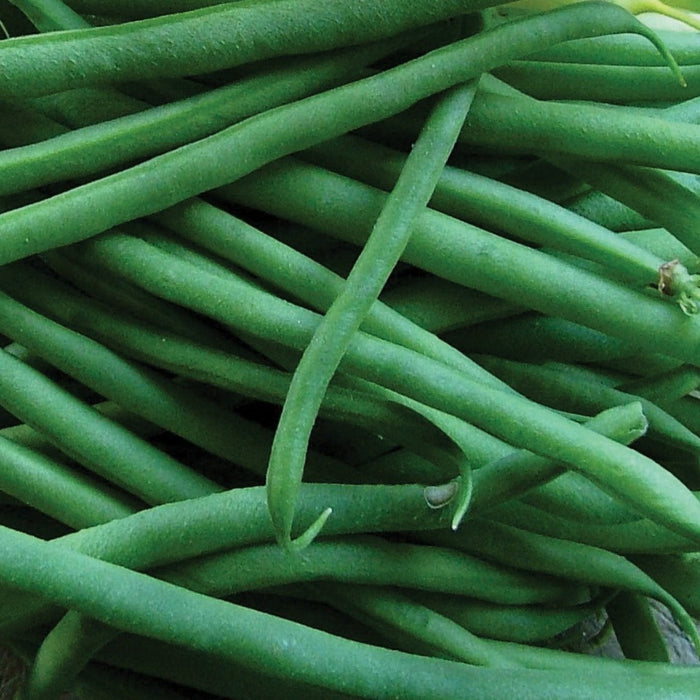 Fresh, vibrant green beans piled. Healthy raw vegetables, perfect for cooking or a garden harvest.