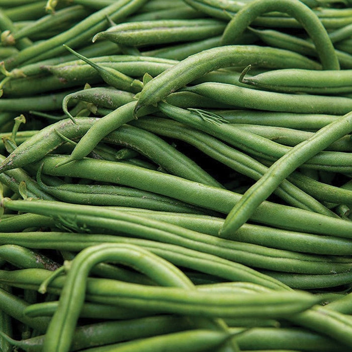 Vibrant green beans, fresh and raw, piled together. Healthy garden vegetables.