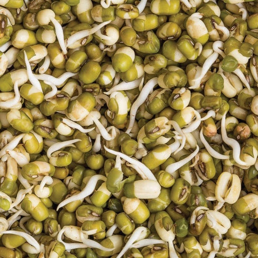 Vibrant green mung bean sprouts. Healthy, fresh, and nutritious legumes for salads and vegan dishes.