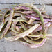 Fresh cranberry beans on rustic wood. Speckled purple and green borlotti beans, raw harvest for healthy cooking.
