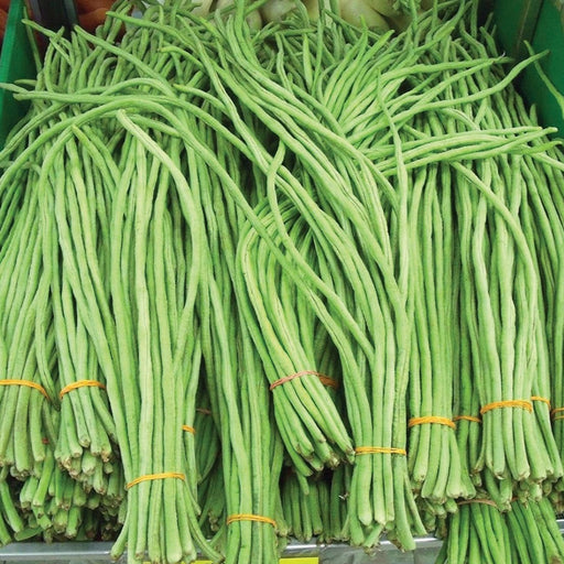 Fresh long green beans in bundles with rubber bands. Healthy market vegetables.