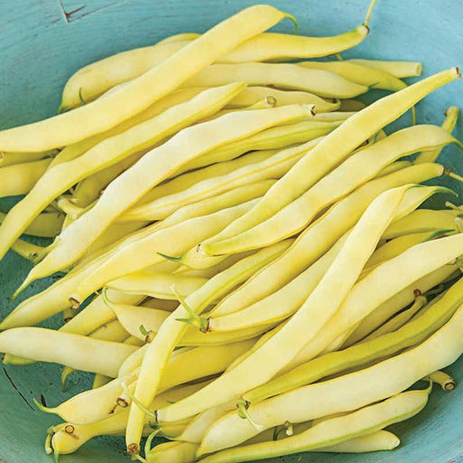 Pile of fresh golden yellow wax beans in a light blue bowl. Organic garden produce, healthy eating.