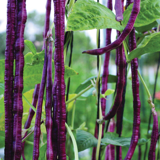 Close-up of deep purple asparagus beans (yardlong beans) hanging from green vines. Fresh garden vegetables.