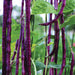 Close-up of deep purple asparagus beans (yardlong beans) hanging from green vines. Fresh garden vegetables.