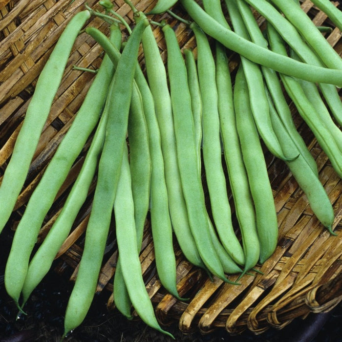 Freshly harvested green beans in a woven basket. Healthy garden vegetables.