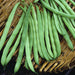 Freshly harvested green beans in a woven basket. Healthy garden vegetables.