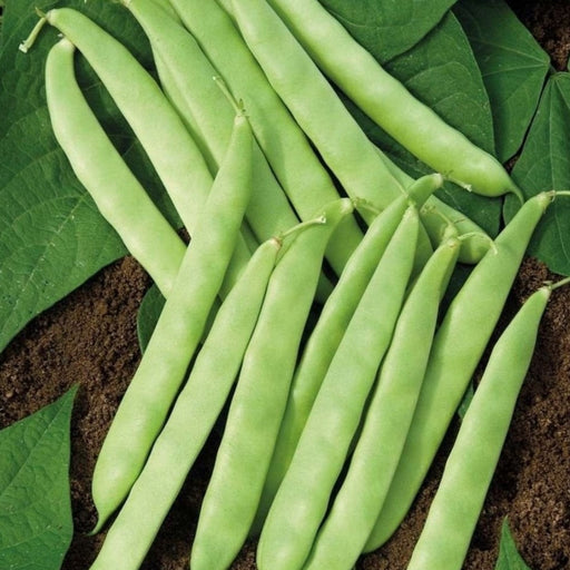 Freshly harvested bright green beans on dark garden soil with lush green leaves.