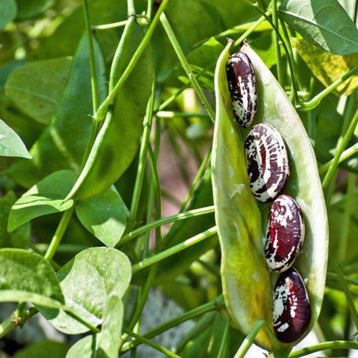 Open pod with four speckled cranberry beans on a vibrant green plant. Fresh garden harvest.