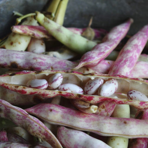 Fresh borlotti beans with vibrant pink speckled pods, some open revealing white and pink shelled seeds.