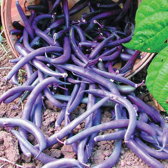 Freshly harvested purple beans spilling from a basket onto garden soil with a green leaf.