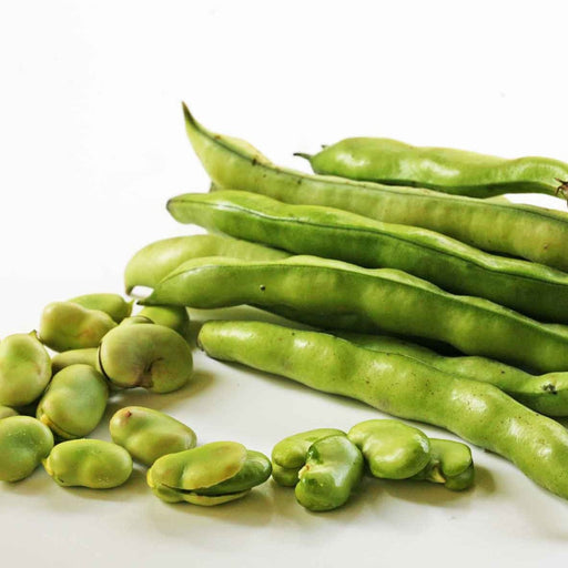 Fresh broad beans in pods, vibrant green shelled fava beans. Healthy legumes.