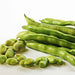 Fresh broad beans in pods, vibrant green shelled fava beans. Healthy legumes.
