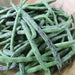 Fresh dragon tongue beans in a wooden bowl. Green and purple striped organic vegetables.