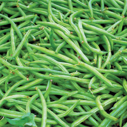 Pile of fresh green beans, vibrant green, healthy vegetables, garden produce.