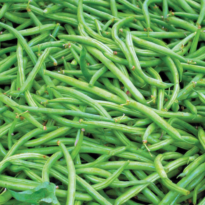 Pile of fresh green beans, vibrant green, healthy vegetables, garden produce.