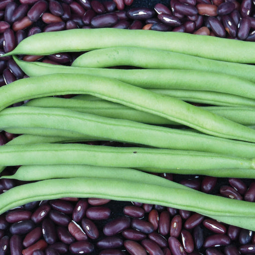 Vibrant green beans piled atop dark red kidney beans. Fresh garden produce, healthy cooking ingredients.