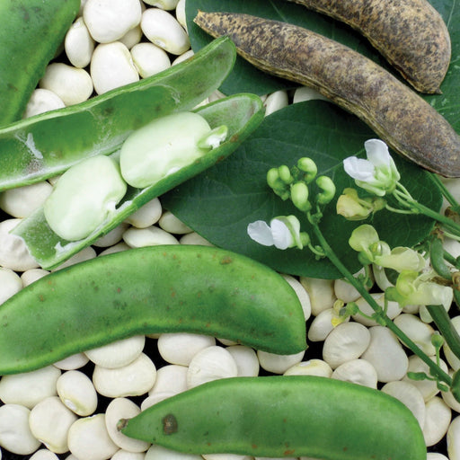 Fresh raw white lima beans, green pods, dried brown pods, green leaves, and white bean blossoms.