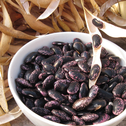 Freshly shelled purple and pink speckled cranberry beans in white bowl. Dried pods, garden harvest legumes.