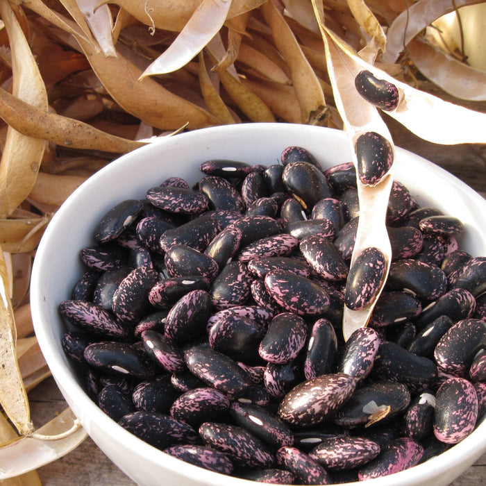 Freshly shelled purple and pink speckled cranberry beans in white bowl. Dried pods, garden harvest legumes.