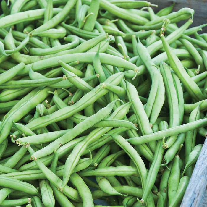 Fresh green beans in a wooden crate, vibrant and ready for harvest. Healthy garden produce for cooking.