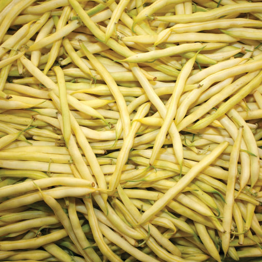 Fresh yellow wax beans piled high. Healthy organic vegetables, ready for harvest.