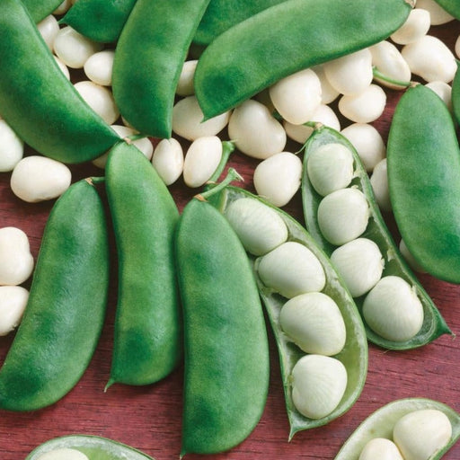 Fresh green lima bean pods & shelled white butter beans on wood. Harvested vegetables.