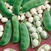 Fresh green lima bean pods & shelled white butter beans on wood. Harvested vegetables.
