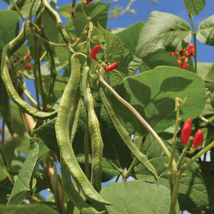 Scarlet runner bean plant with green pods, red flowers, and lush leaves. Growing fresh vegetables in a garden.