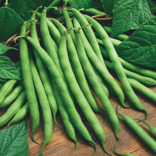 Fresh green beans on a wooden table with vibrant green leaves. Healthy garden vegetable harvest.