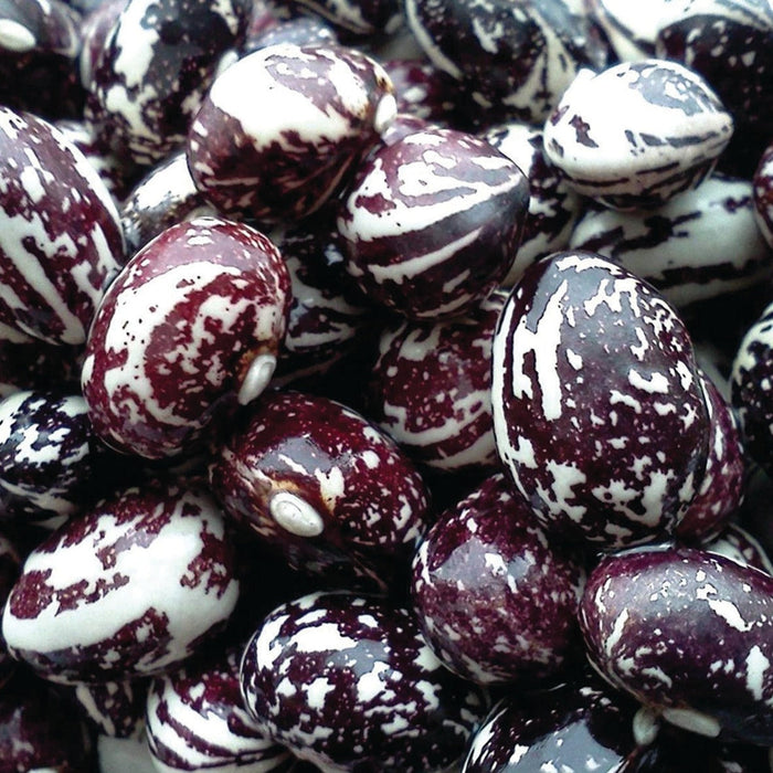 Dried mottled purple and white cranberry beans, close-up of heirloom legumes.