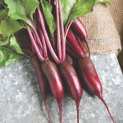 Fresh elongated red beets with vibrant green leaves. Healthy garden beetroot, perfect for cooking.