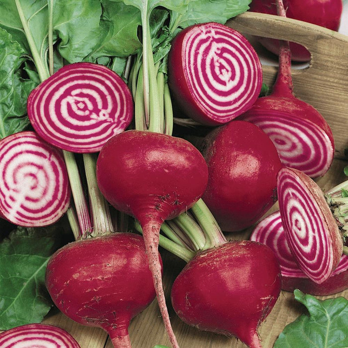 Fresh Chioggia beets with green leaves, whole and sliced revealing candy stripe pattern.