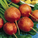 Fresh orange-red golden beets with green tops on leaves. Healthy root vegetables, diced beets visible.