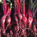 Freshly harvested red beets with green tops and roots, tied in bundles, ready for market.