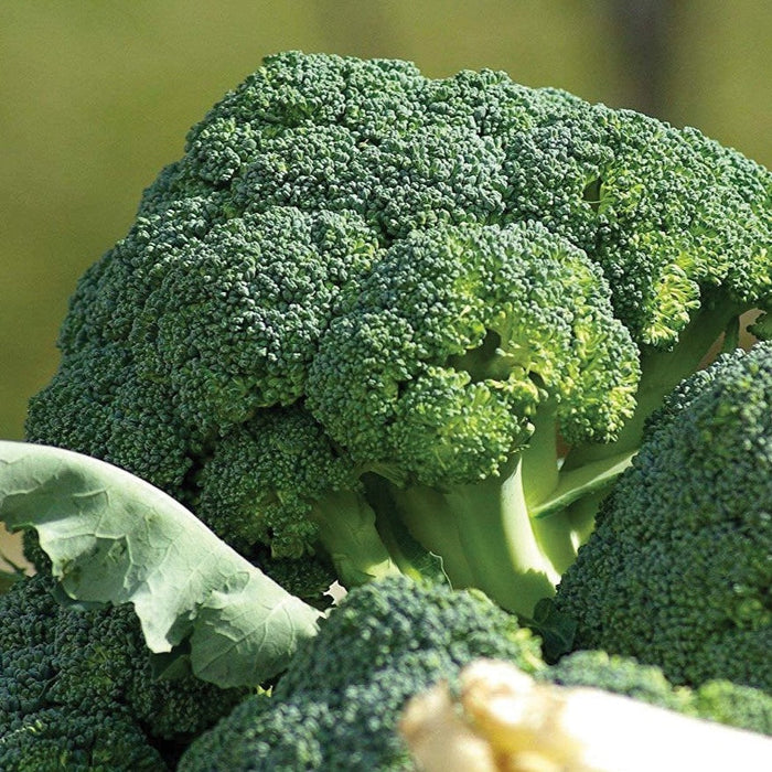 Vibrant green fresh broccoli florets and stalks. Healthy, raw vegetable produce.