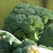 Vibrant green fresh broccoli florets and stalks. Healthy, raw vegetable produce.