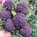 Fresh purple sprouting broccoli heads with green leaves, vibrant harvest.