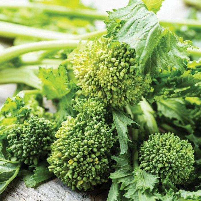 Fresh green rapini (broccoli rabe) with vibrant florets and leaves, healthy vegetable.