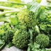 Fresh green rapini (broccoli rabe) with vibrant florets and leaves, healthy vegetable.