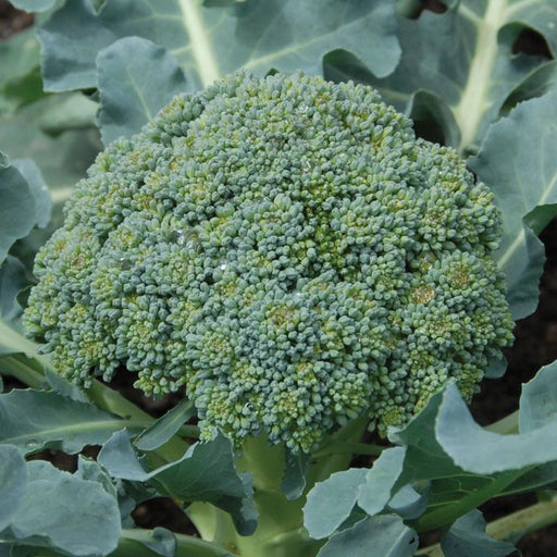 Organic green broccoli head with dew drops, growing in a healthy garden.