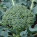 Organic green broccoli head with dew drops, growing in a healthy garden.