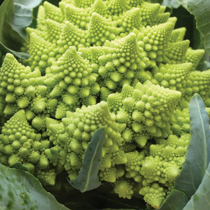 Close-up of vibrant green Romanesco broccoli, a fractal vegetable with conical florets. Fresh, healthy produce.